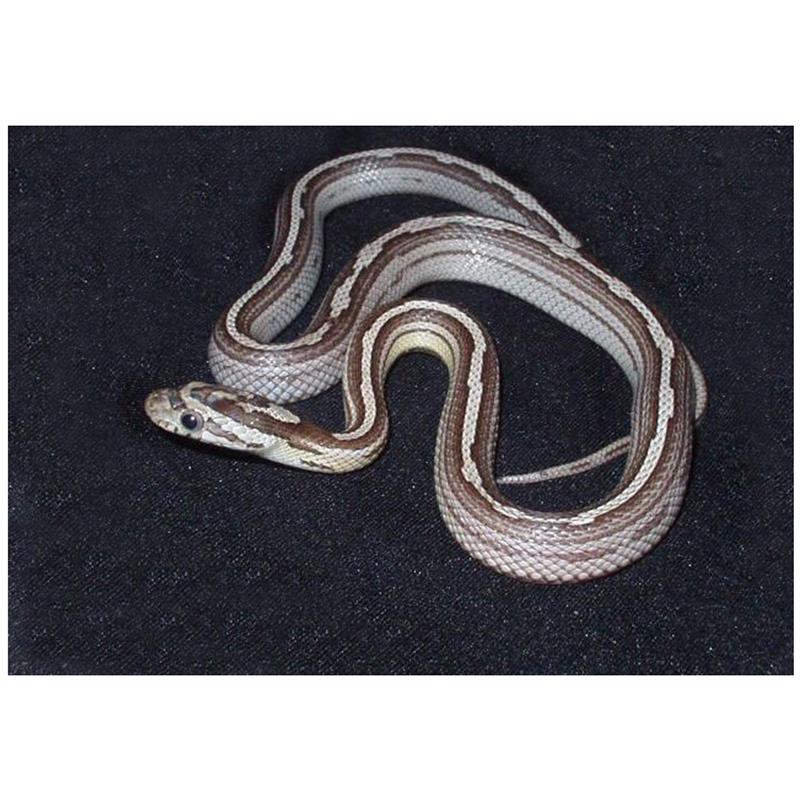 Sarpele de Porumb Motley striped ghost - imagine 5